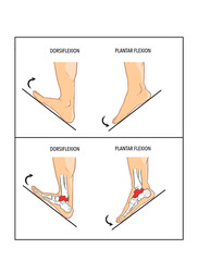 Plantar flexion dorsiflexion anatomical terms vector image
