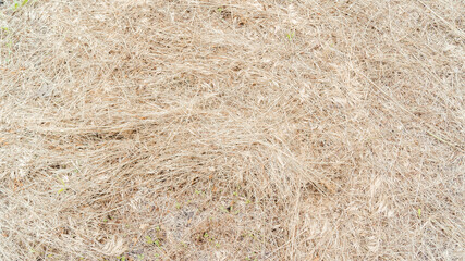 Dry white straw grass background texture after harvest. 