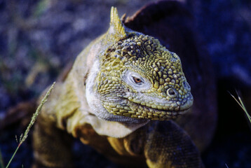 Iguanas are native to warm, tropical areas with lush forest and vegetation. Both species inhabit rainforest, and are considered arboreal species. 