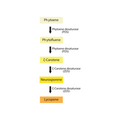 Pseudoionone skeletal structure diagram.volatile compound molecule scientific illustration on white background.
