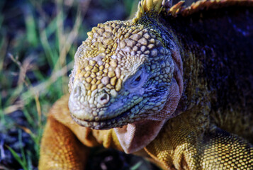Iguanas are native to warm, tropical areas with lush forest and vegetation. Both species inhabit rainforest, and are considered arboreal species. 