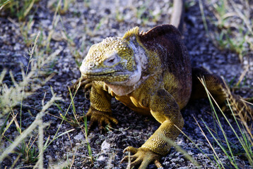 Iguanas are native to warm, tropical areas with lush forest and vegetation. Both species inhabit rainforest, and are considered arboreal species. 