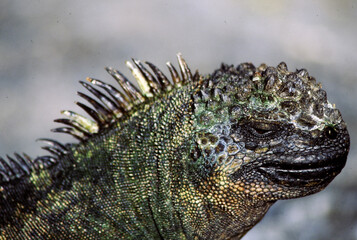 Iguanas are native to warm, tropical areas with lush forest and vegetation. Both species inhabit rainforest, and are considered arboreal species. 