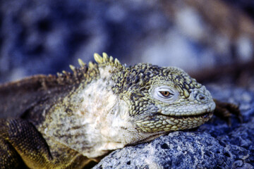 Iguanas are native to warm, tropical areas with lush forest and vegetation. Both species inhabit rainforest, and are considered arboreal species. 