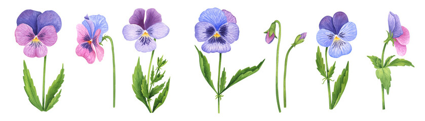 Watercolor pansies set. Hand drawn garden flowers clipart on white background.