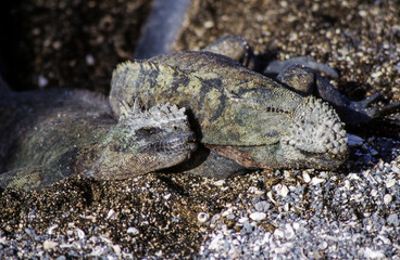 Iguanas are native to warm, tropical areas with lush forest and vegetation. Both species inhabit rainforest, and are considered arboreal species. 