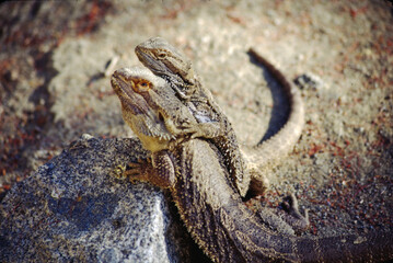Iguanas are native to warm, tropical areas with lush forest and vegetation. Both species inhabit rainforest, and are considered arboreal species. 