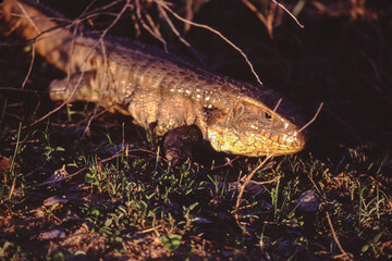 Iguanas are native to warm, tropical areas with lush forest and vegetation. Both species inhabit rainforest, and are considered arboreal species. 