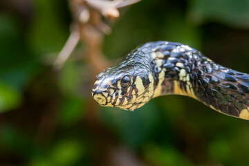 Brazilian Wildlife is very beautiful have many species with colorful variables. Are apes, lizards, mammals, felins, caimans, cats, bats, crabs, spiders, snakes and many others.