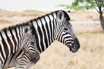 Fototapeta na wymiar Zebras in Etosha National Park, Namibia , Africa