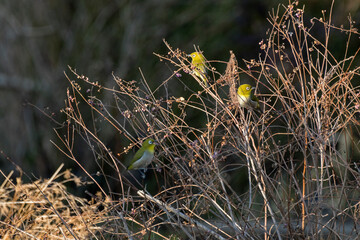 ムラサキシキブの枝にとまるメジロの群れ