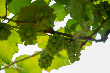 Fototapeta premium Grape seed extracts can help fight aging, reduce cardiovascular diseases, inhibit cancer cells, reduce allergy symptoms and eye strain as well as help prevent some skin diseases.