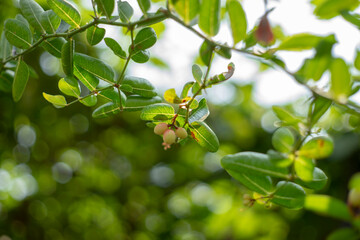 harvest agriculture,Organic Karanda (Carissa carandas) fruit on tree for sale at the plant market., Karonda seeds ripe pink or red colorful, tropical citrus karanda or koromcha fruit