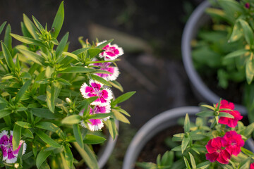 The flowers of Dianthus chinensis are white, pink, or red, 3–4 cm diameter, produced singly or in...
