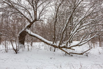 An old tree with a large branch broken off. Dense forest on a winter day after snowfall