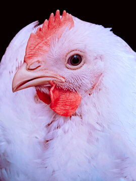 Broiler chicken live white hen bird animal poultry farm chick livepoulet livepollo closeup view frango image stock photo 