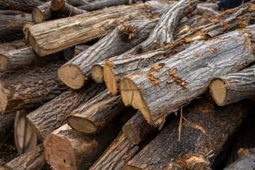 pile of firewood