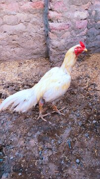 Aseel rooster asil male chicken pure breed fowl poultry bird animal of India Pakistan South Asia used for cockfighting and breeding image photo 