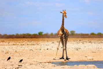 Isolated Giraffe on the dry empty plains with just a couple of crows for company.