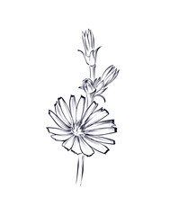 hand drawing of a chicory flower vector - obrazy, fototapety, plakaty