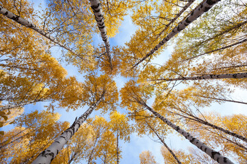 Birches treetop with blue sky in autumn