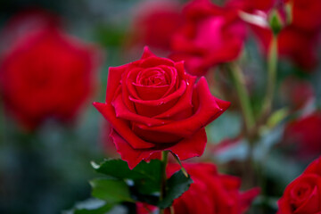 View of the red roses in the garden