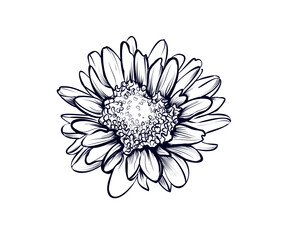 hand drawing of a chrysanthemum flower vector illustration