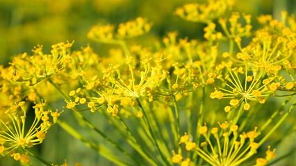 Beautiful juicy yellow flowers of blooming dill in a meadow in summer. Summer stage.