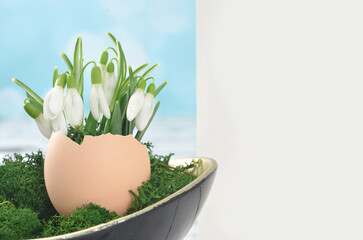 White flowers in a egg shell, decorated with moss. Shallow depth of field. Easter decoration with empty space to fill with content for example Easter holiday wishes.