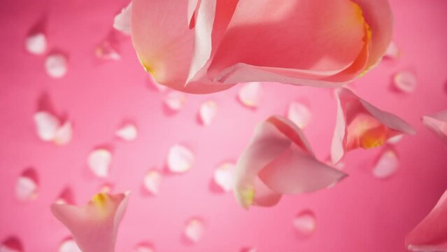 Super Slow Motion of Falling Rose Petals on Colored Background. Camera Placed on High Speed Cine bot, Rotating Around. Filmed on High Speed Cinema Camera, 1000 fps.