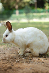 White rabbit sitting on the ground outdoors in the garden. Small pets. Zoo concept. easter festival