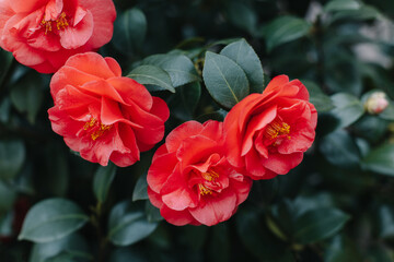 Beautiful pink Camellia flowers in a garden. Selective focus.