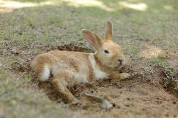 Brown rabbit lying in a hole on the ground outdoors. Small pets. Zoo concept. easter festival
