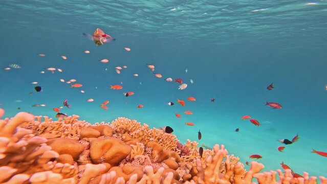 Underwater Colorful Tropical Coral Reef With School of Fish. Tropical blue sea water. Coral Garden Seascape. Slow Motion. Red Sea, Egypt. Underwater World Life. Tropical Underwater Seascape.