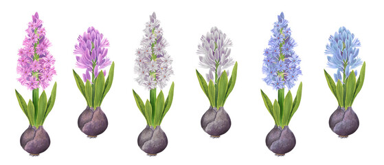 Buds and flowers of hyacinths with bulbs on a white background. Watercolor hand drawn detailed botanical illustration. Spring flowers clipart isolated elements
