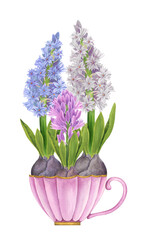 Hyacinths in a vintage pink cup on a white background. Watercolor hand drawn botanical illustration. Spring gardening