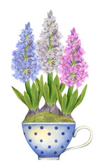 Hyacinths in a vintage cup on a white background. Watercolor hand drawn botanical illustration. Spring gardening