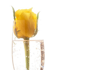 Yellow rose flower in tall champagne flute glass with sparkling water, white background.