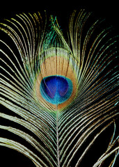 Texture of a peacock feather, on a black background