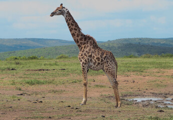 Giraffen im Naturreservat im Hluhluwe Nationalpark Südafrika