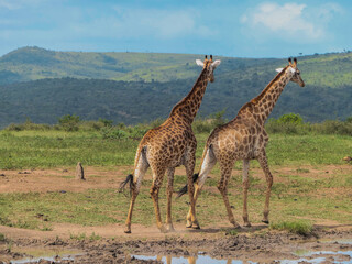 Giraffen im Naturreservat im Hluhluwe Nationalpark Südafrika