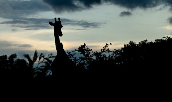 Silhouette einer Giraffe im Hluhluwe Nationalpark S&uuml;dafrika