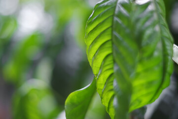 Coffee Arabica leaves with bokeh background