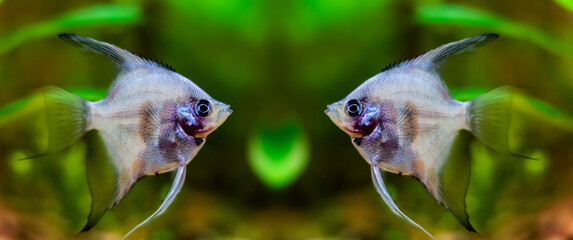 Aquarium fish scalaria close-up, freshwater aquarium