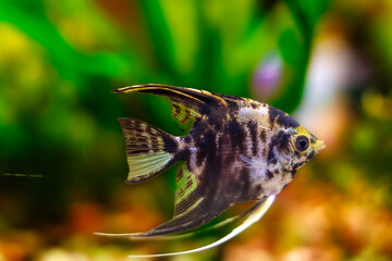 Fototapeta premium Aquarium fish scalaria close-up, freshwater aquarium