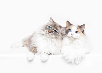 Two Ragdoll cats best friends leaning and lying isolated on white studio background copy space portrait