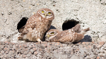 great horned owl