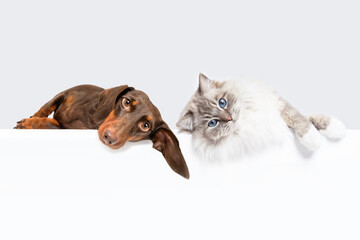 Dachshund dog and cat best friends lying on side  and looking at camera isolated on white studio...