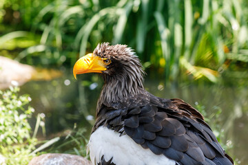 Steller's sea eagle, also known as Pacific sea eagle or white-shouldered eagle, is a very large...