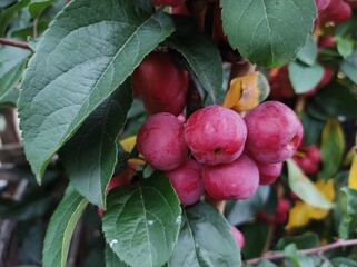 Malus x robusta 'Red Sentinel'